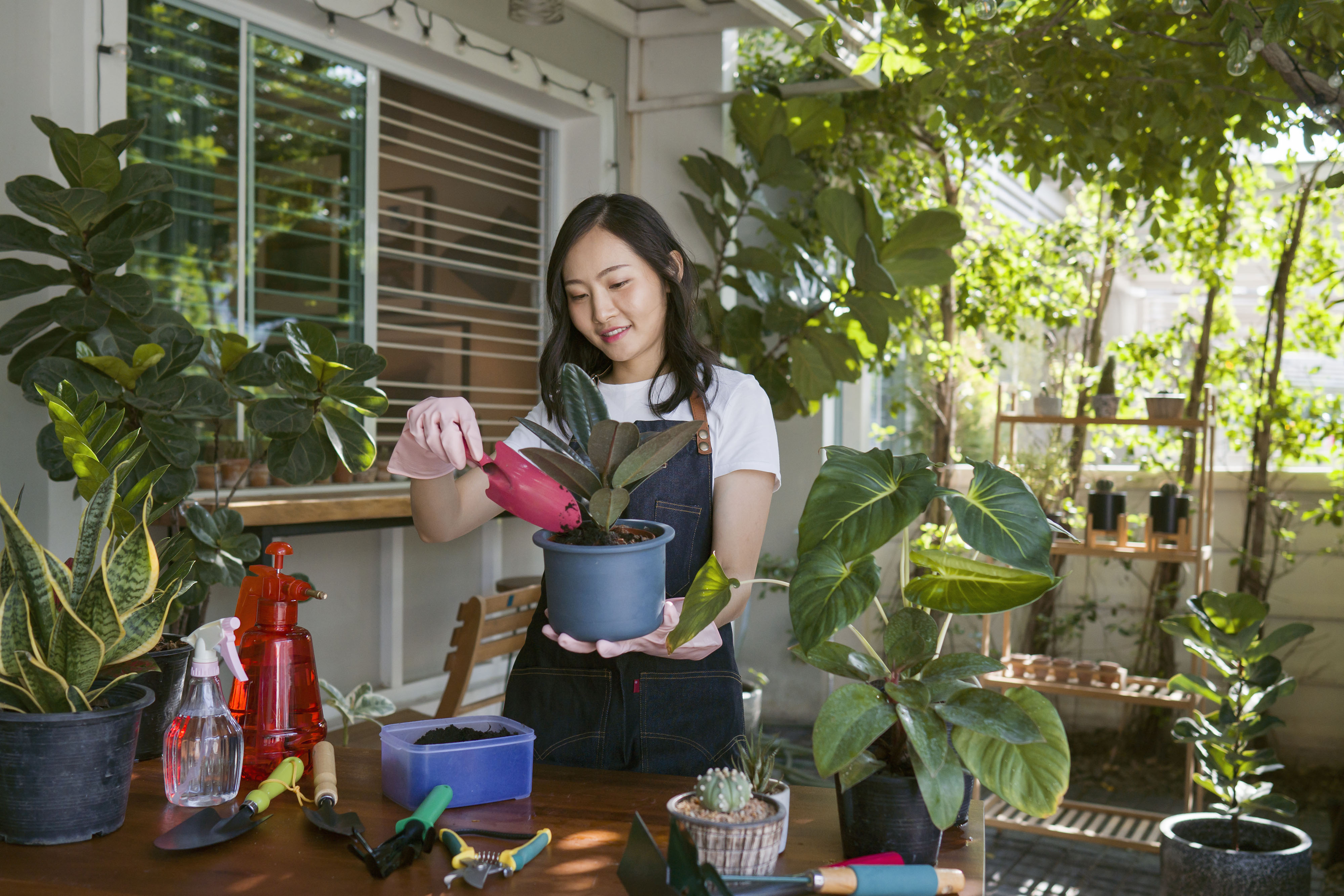 Woman repotting a houseplant at home