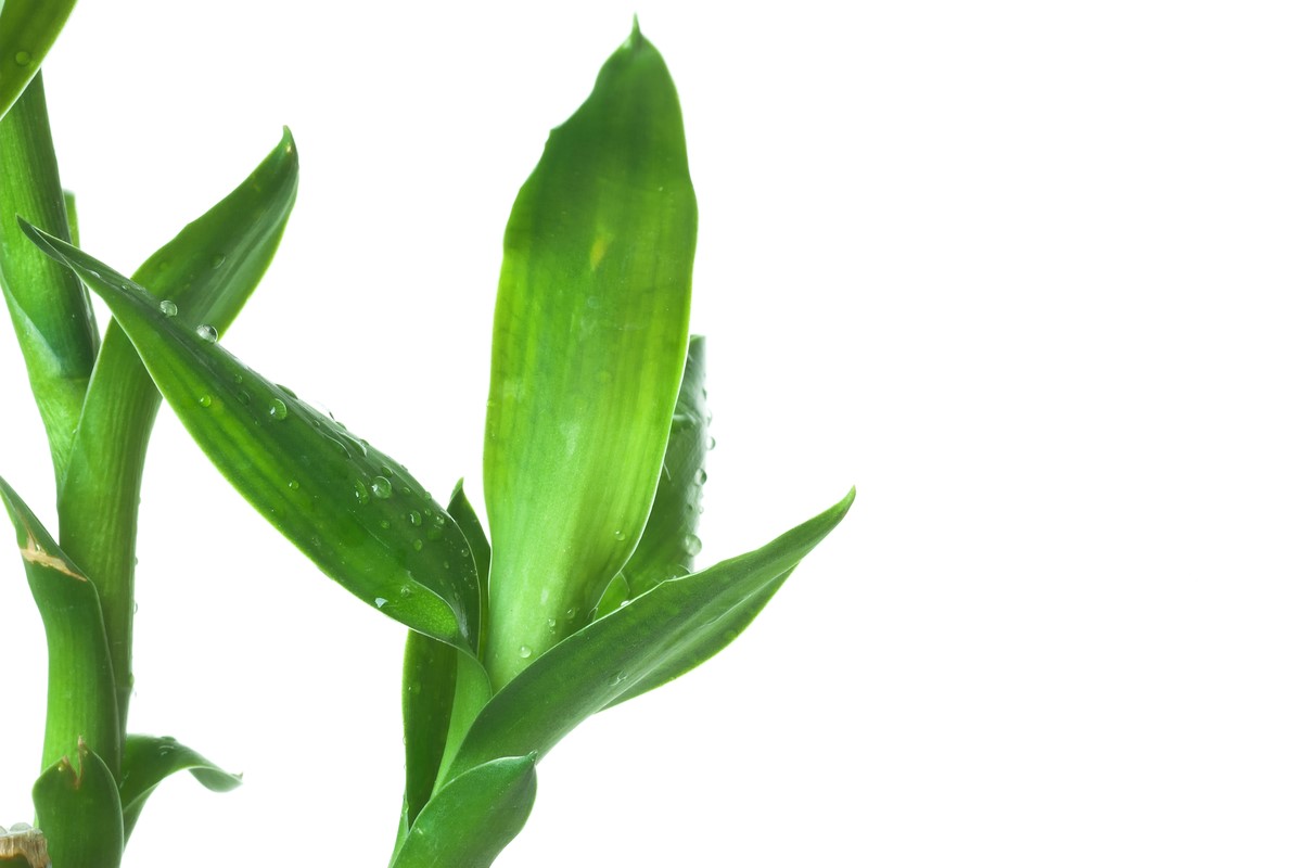 Close-up of lucky bamboo leaves