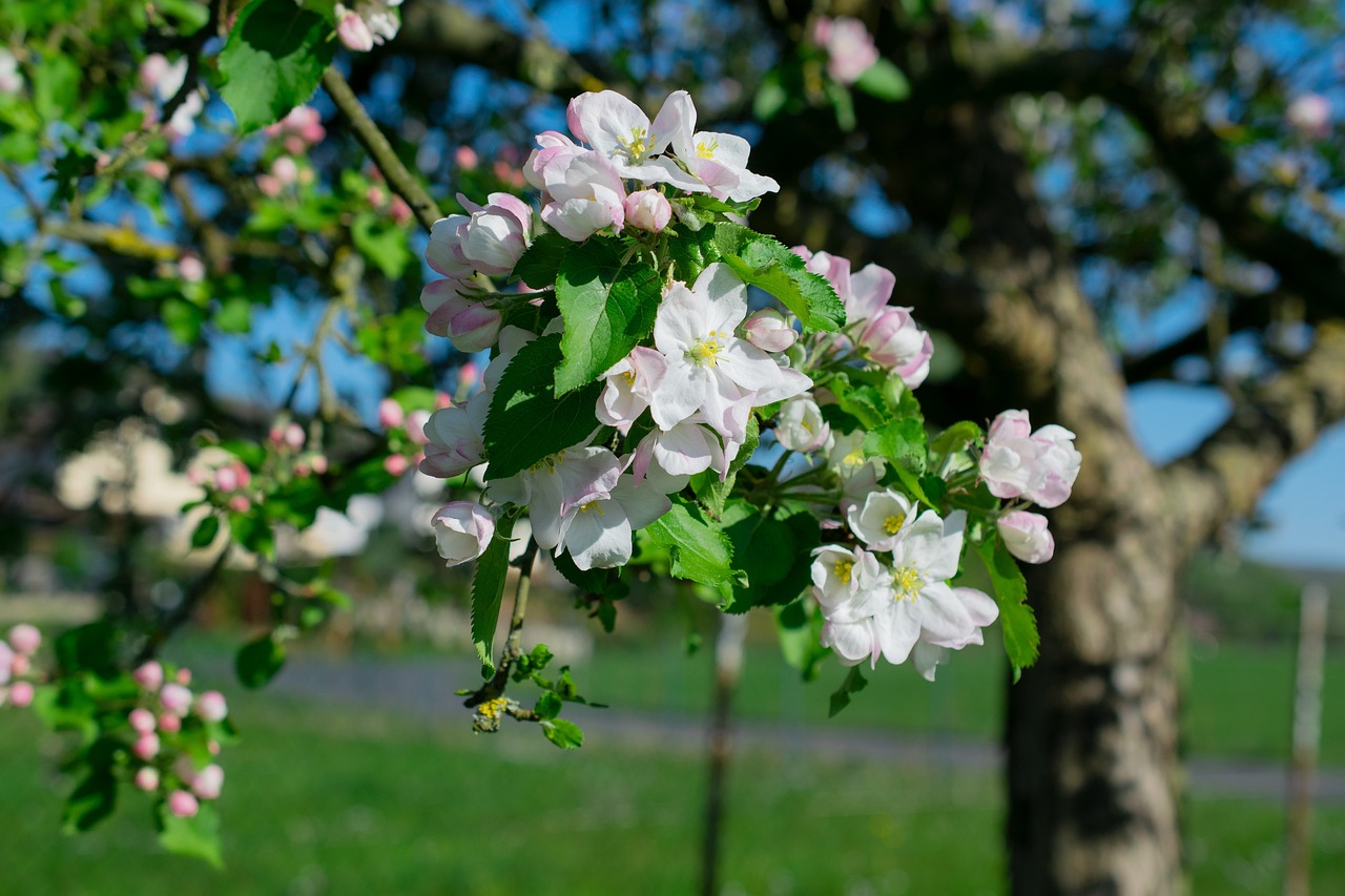Crabapple tree with flowering white blooms