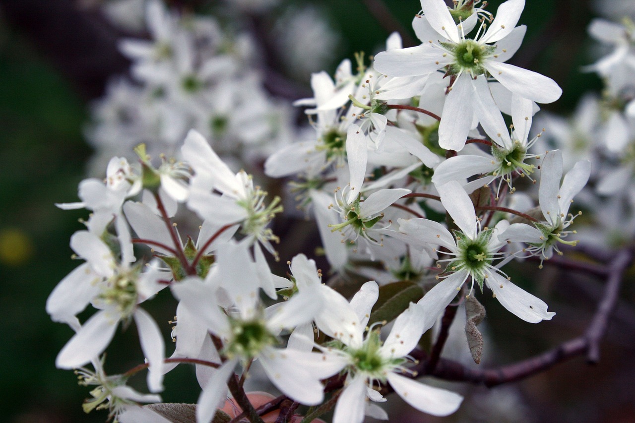 white serviceberry tree flowers up close