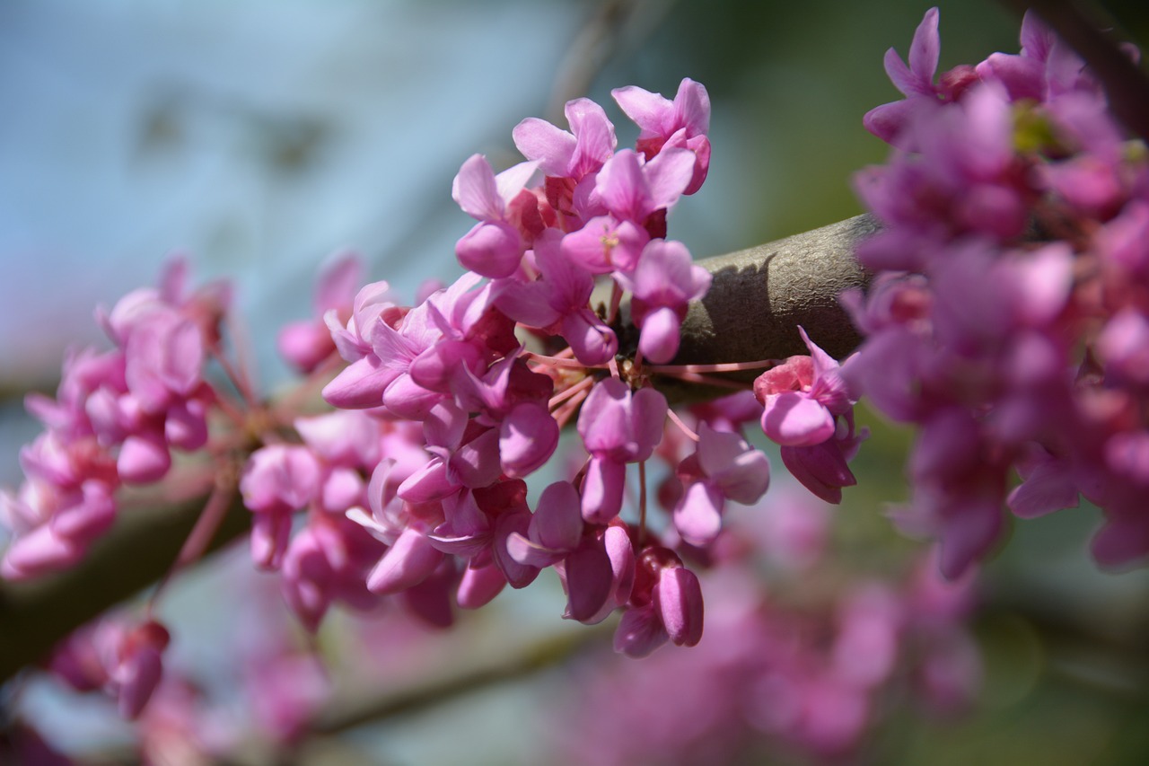 pinkish purple redbud tree branch