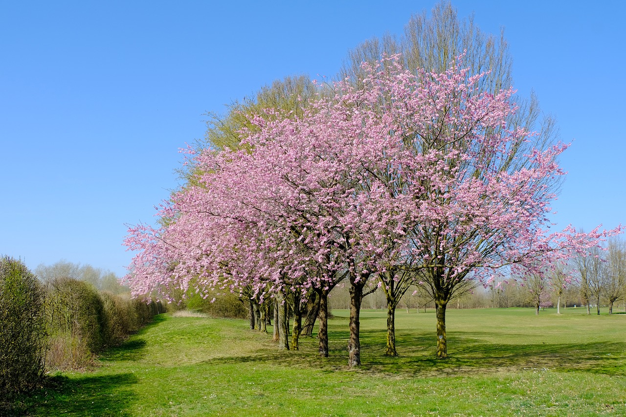 Large open space with several flowering trees