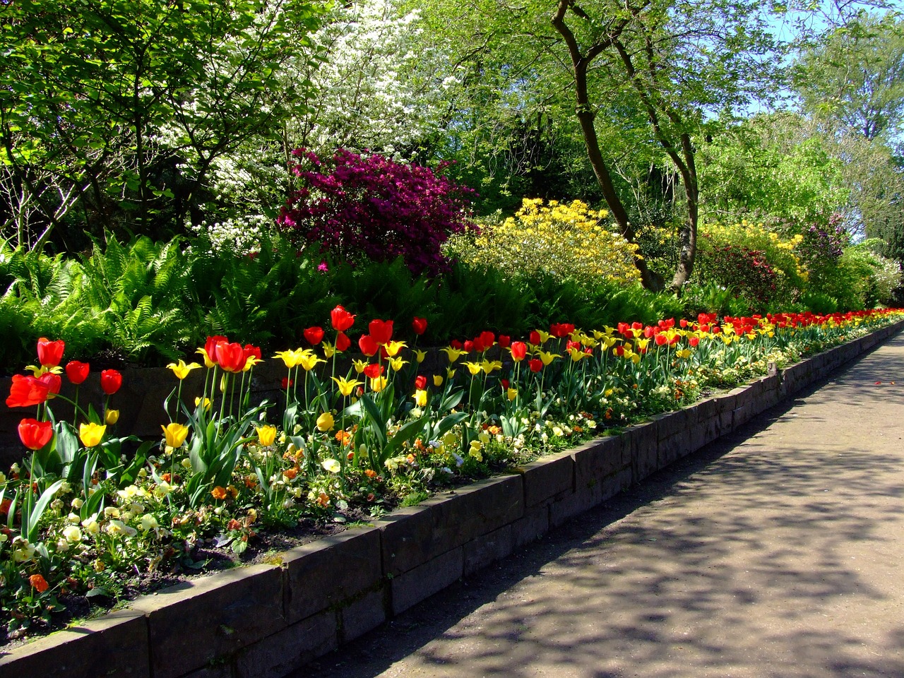 tulips in a border flower bed