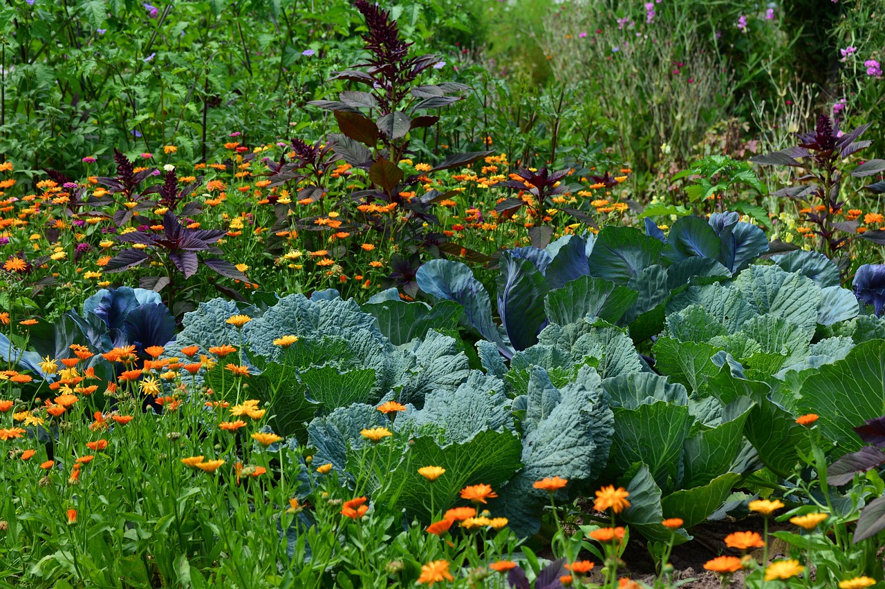 Flowers and cabbage plants in a garden bed