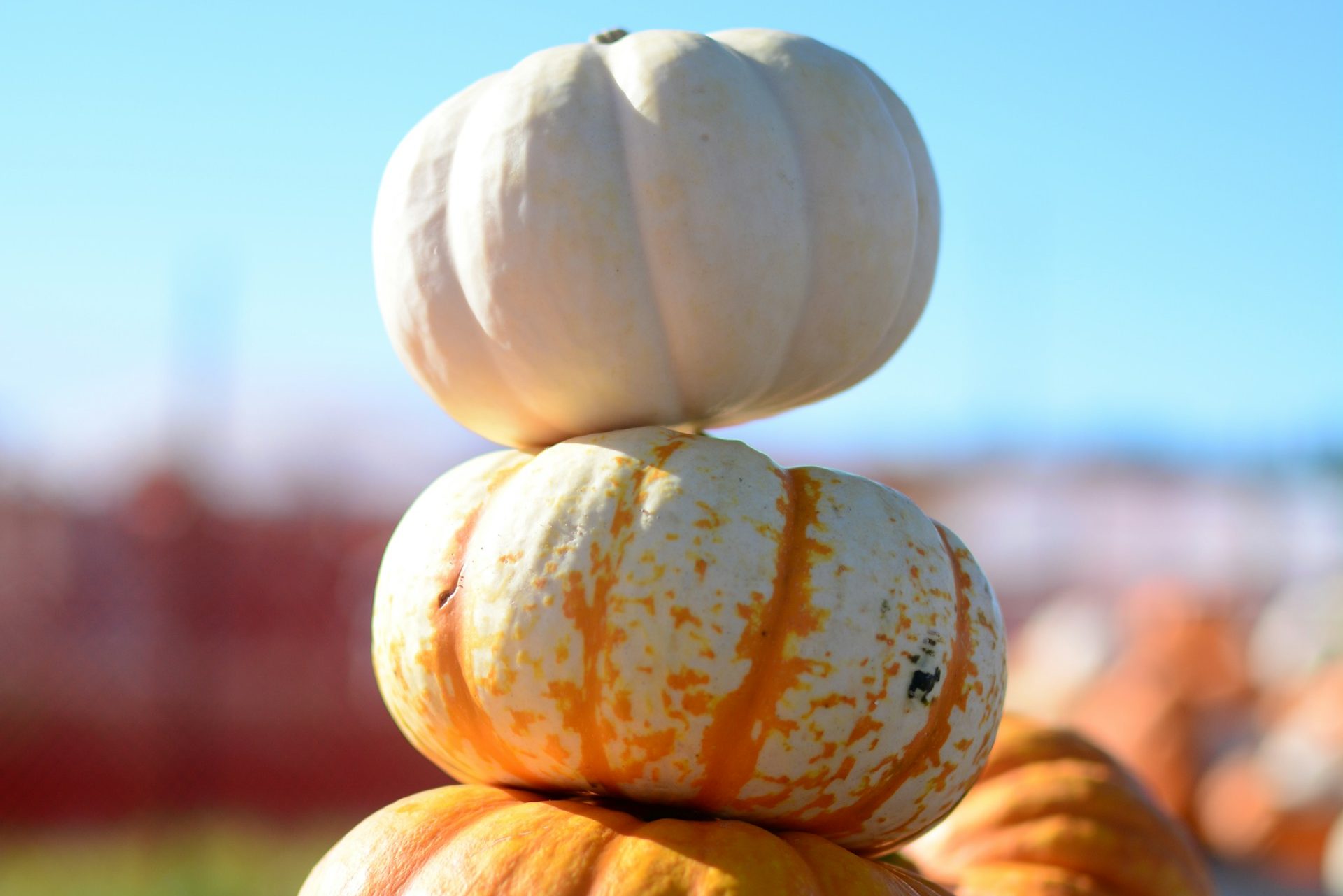 Pumpkins stacked decoratively into a pumpkin topiary