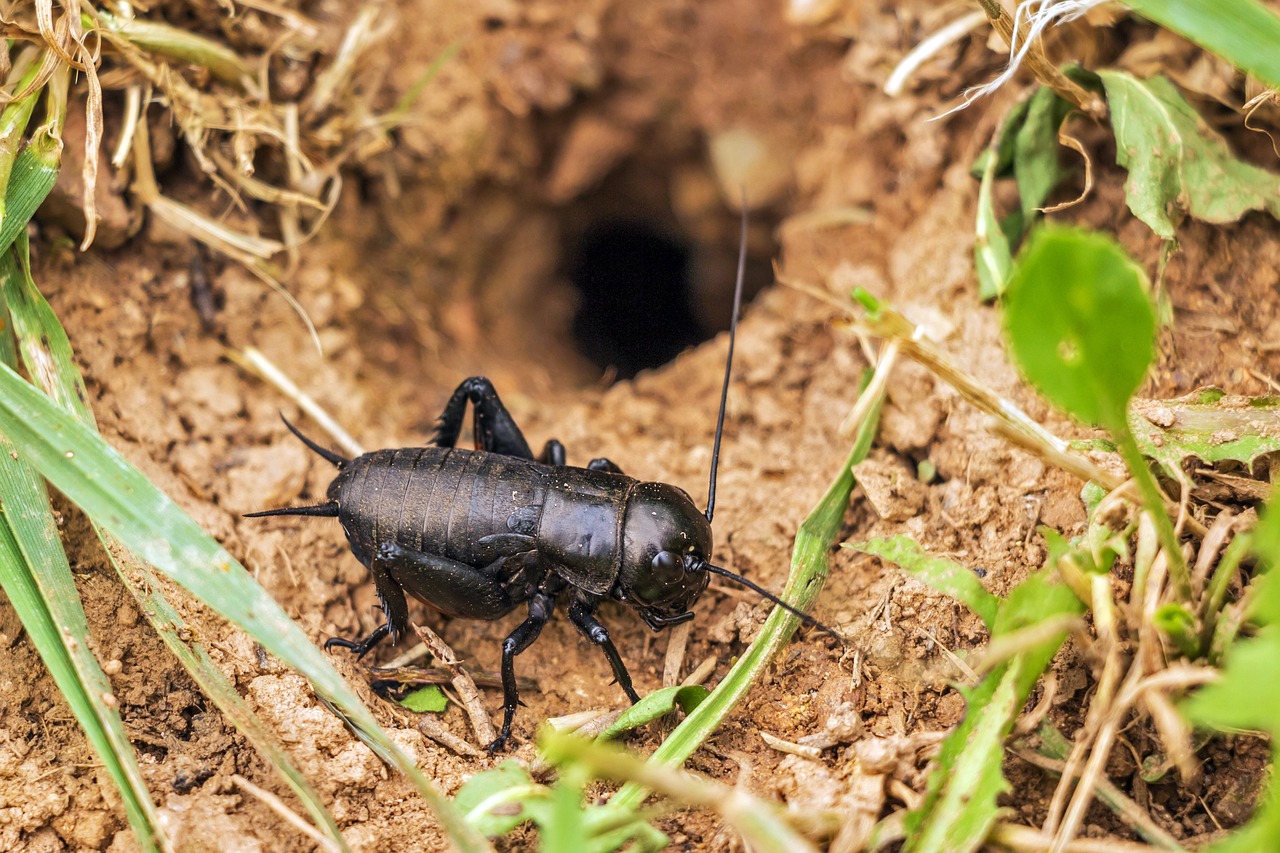 Black field cricket in dirt next to a small hole