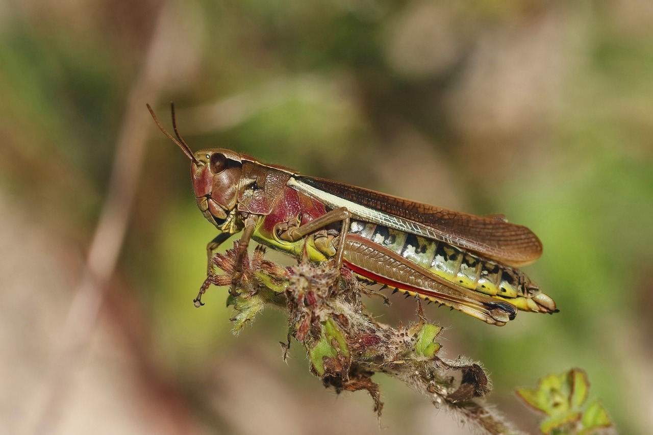 Brown cricket on a branch