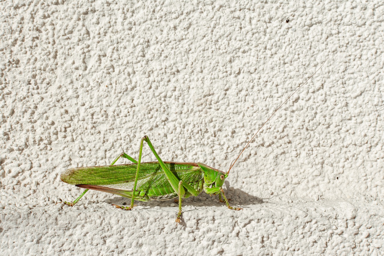 Cricket on a white painted stone surface