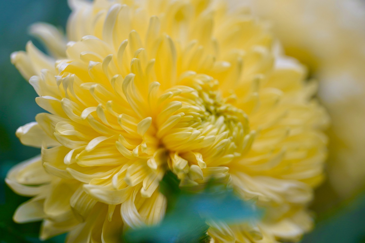 Close-up of a yellow mum flower