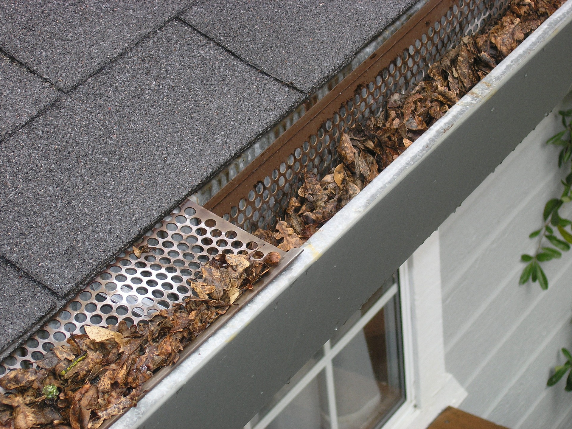 Gutter with leaves and a screen