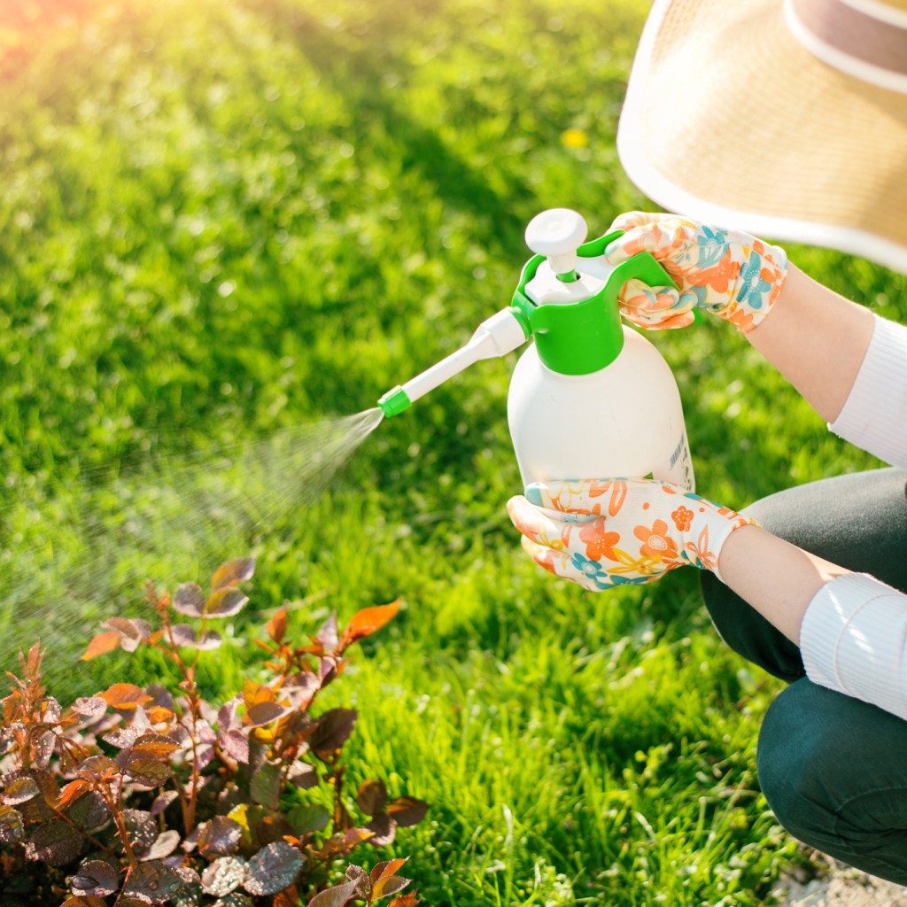Woman spraying garden plants