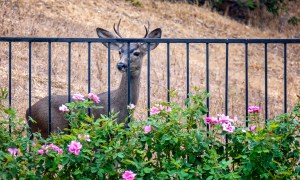 best deer repellents and natural spray young looks at roses in california backyard