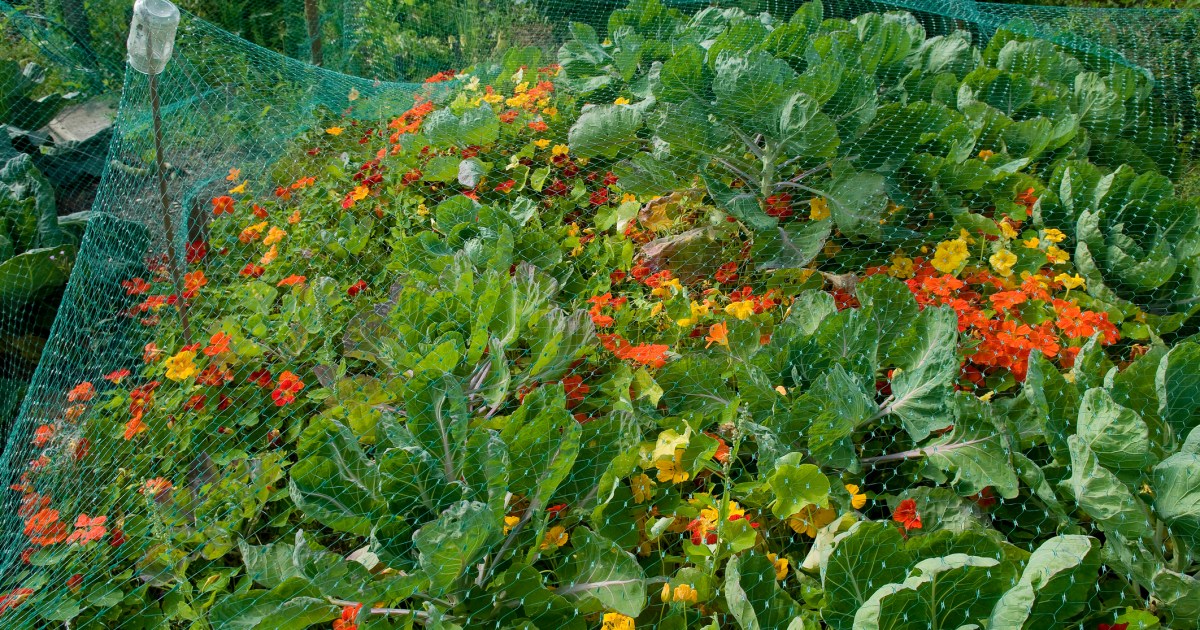 The best garden netting to protect your plants and trees 21Oak