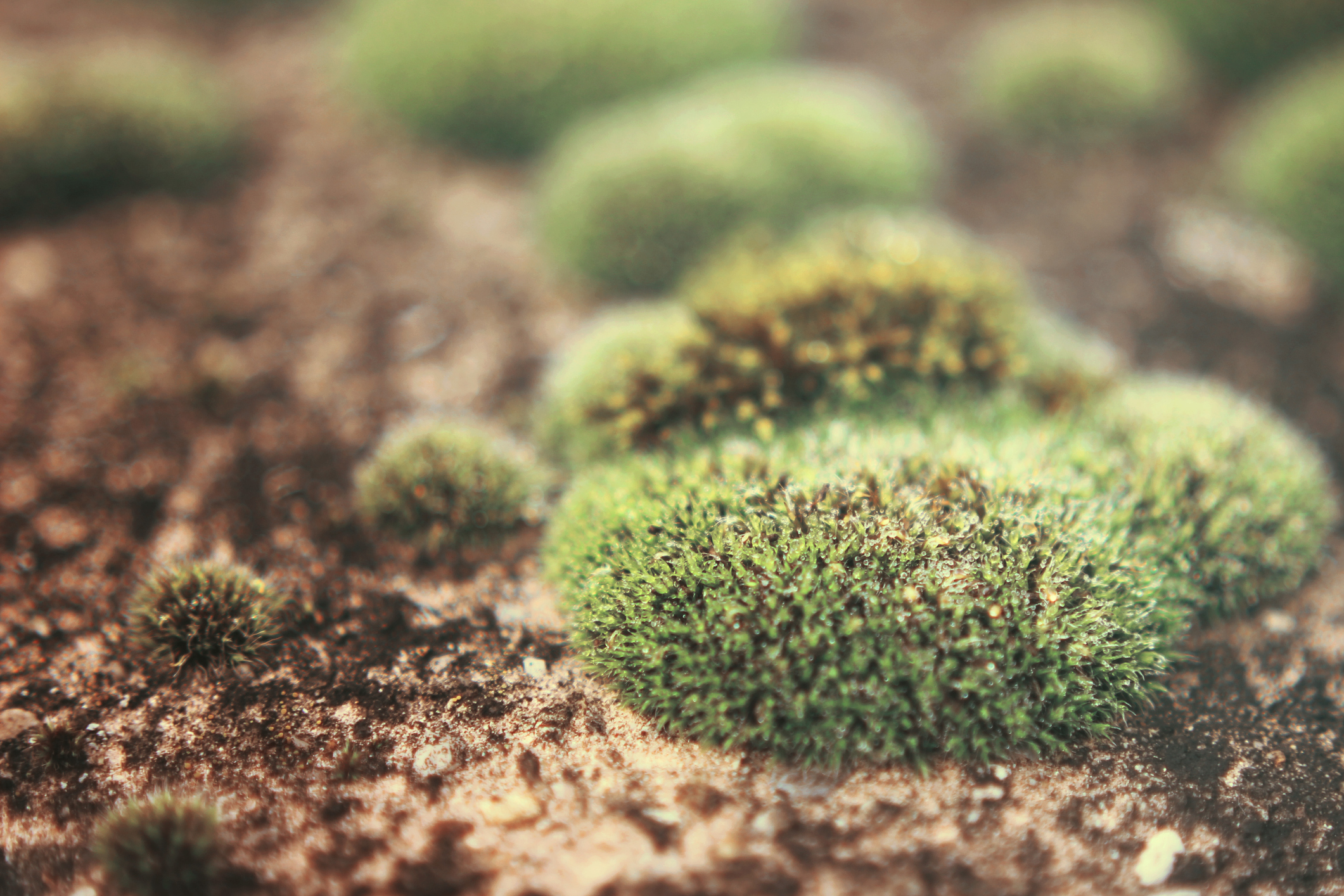 The best moss for your plants garden or terrarium 21Oak