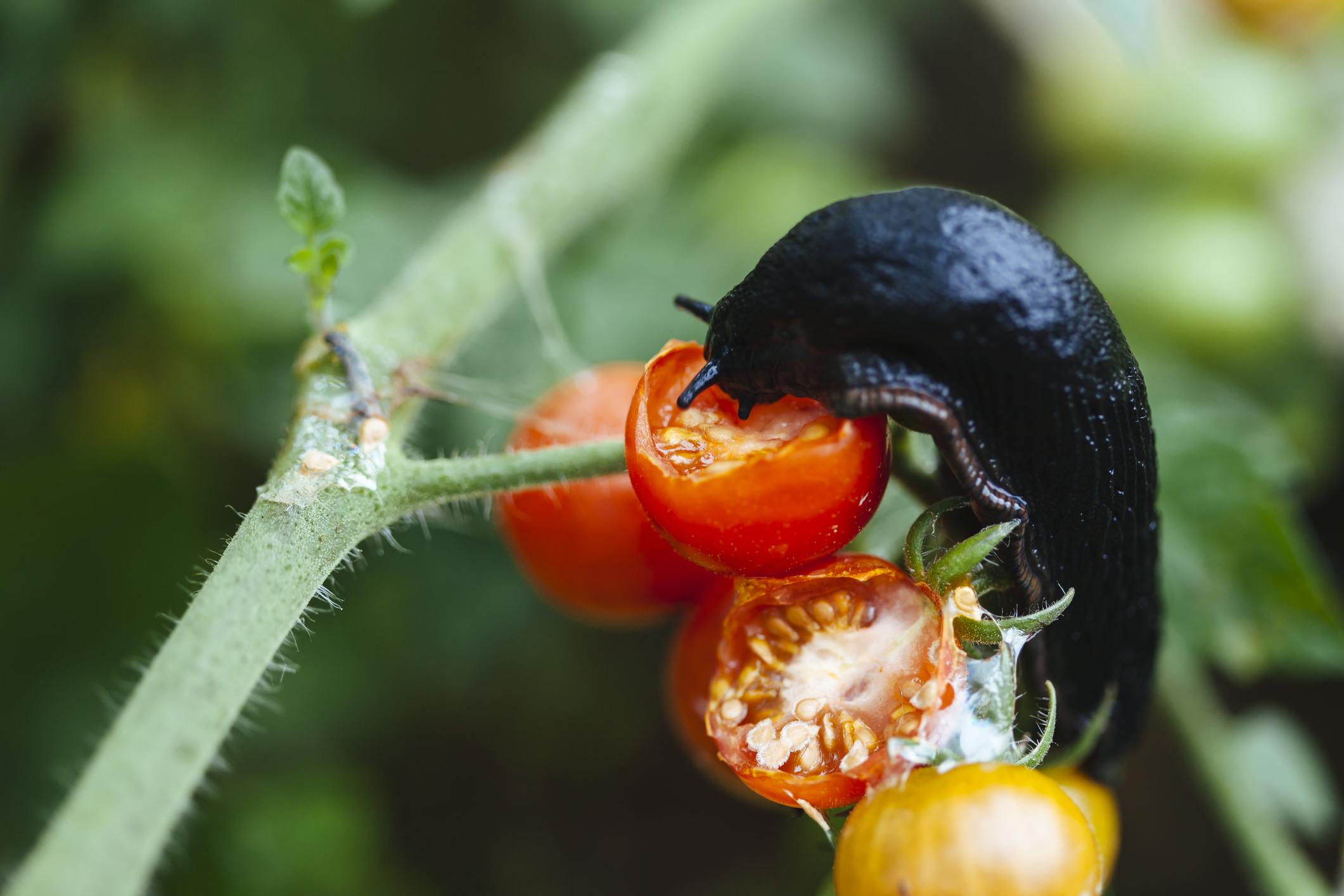 Black slug on a tomato plant