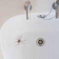 White bathroom sink with spider in it