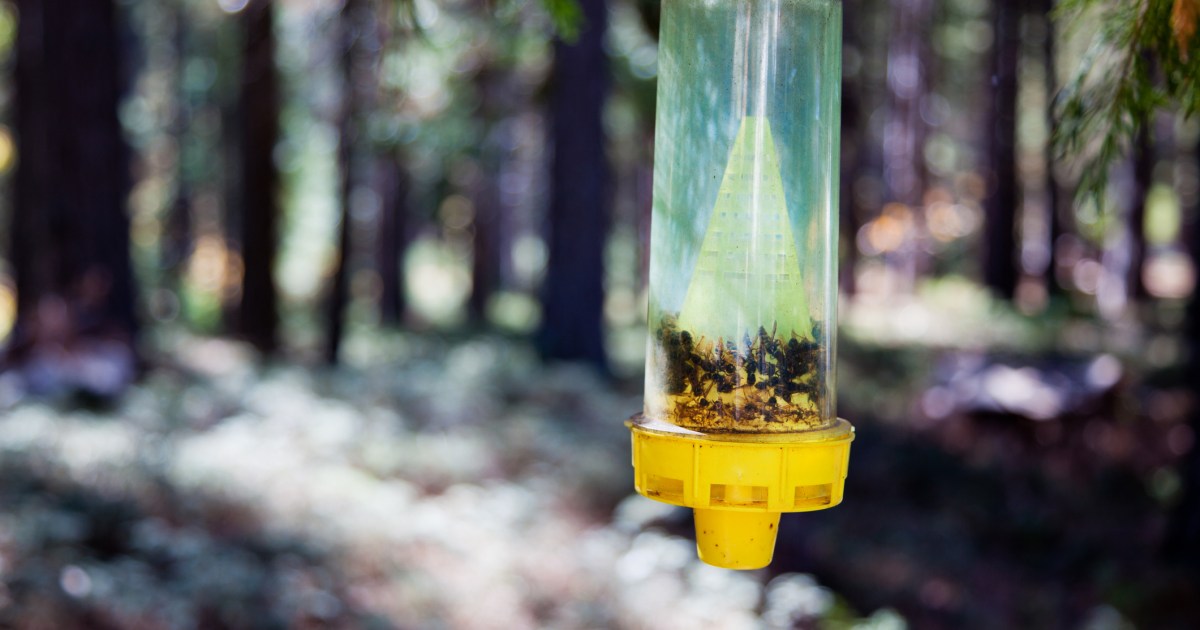The best yellow jacket traps 21Oak