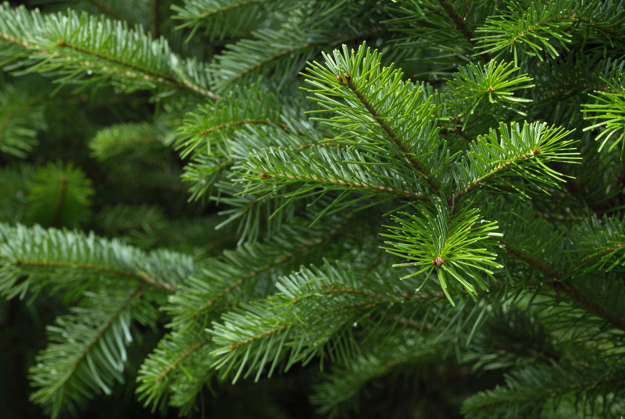 close up of pine branches