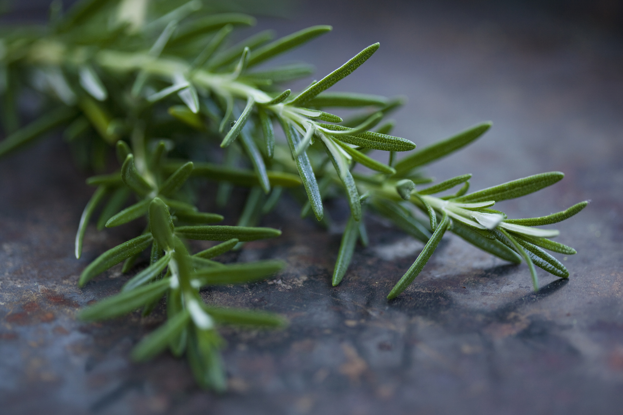 close up of rosemary branches