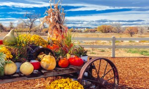Pumpkins in a field against the sky