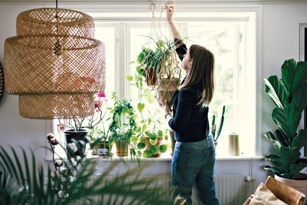 aop version 201 mid adult female environmentalist hanging potted plant on window in room at home