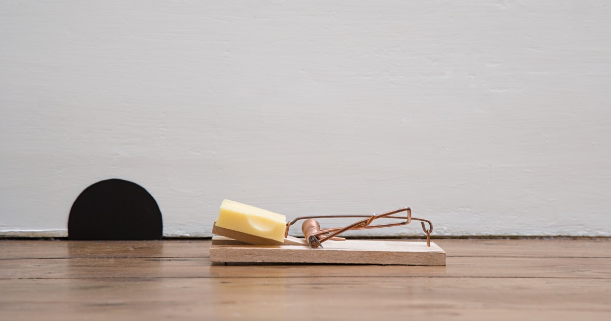 The best mouse traps 21Oak