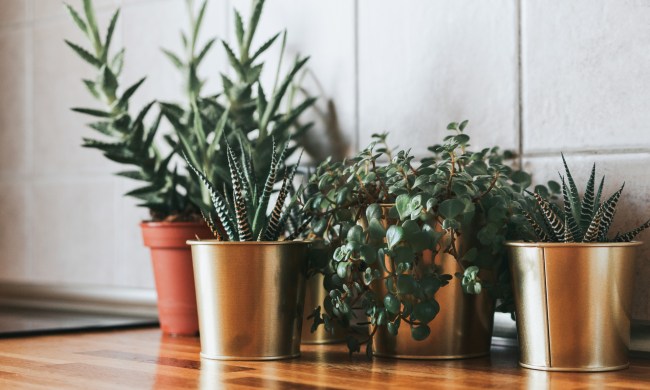 best succulents indoor house plants succulent planters on table  1