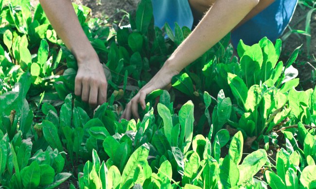 which pests are likely to take over your summer garden and how control removing