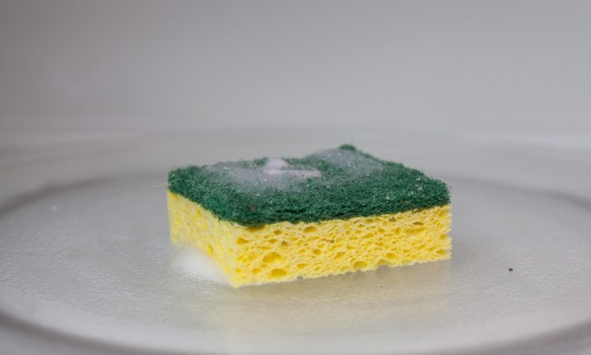 Sponge in microwave oven