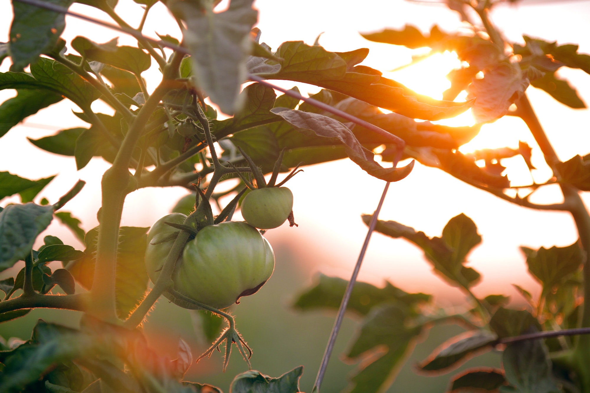 tomato on vine with sun poking through