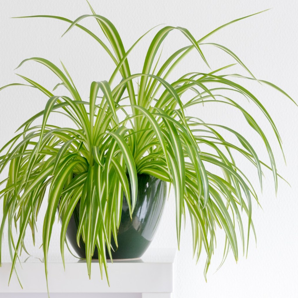 Spider plant in pot