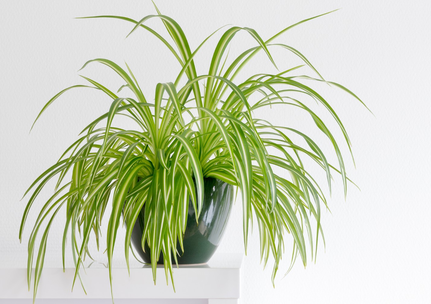 Spider plant in pot