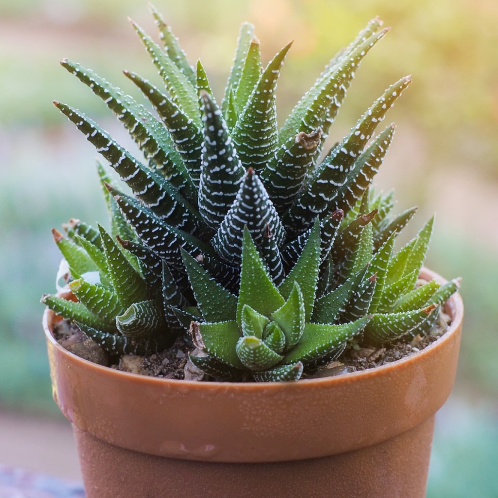 Zebra plant in vase