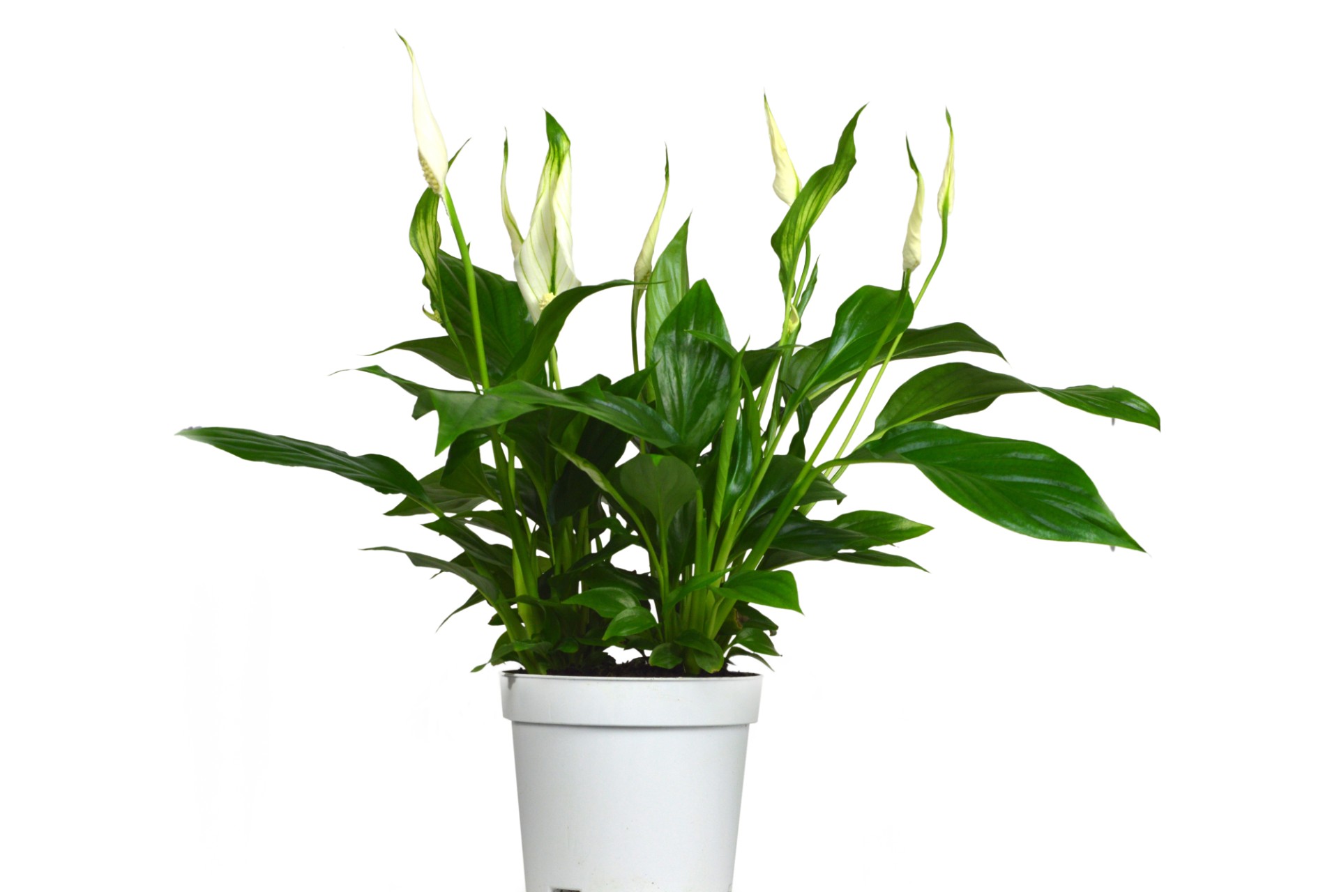 Peace lily plant in pot