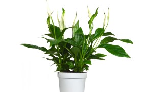 Peace lily plant in pot