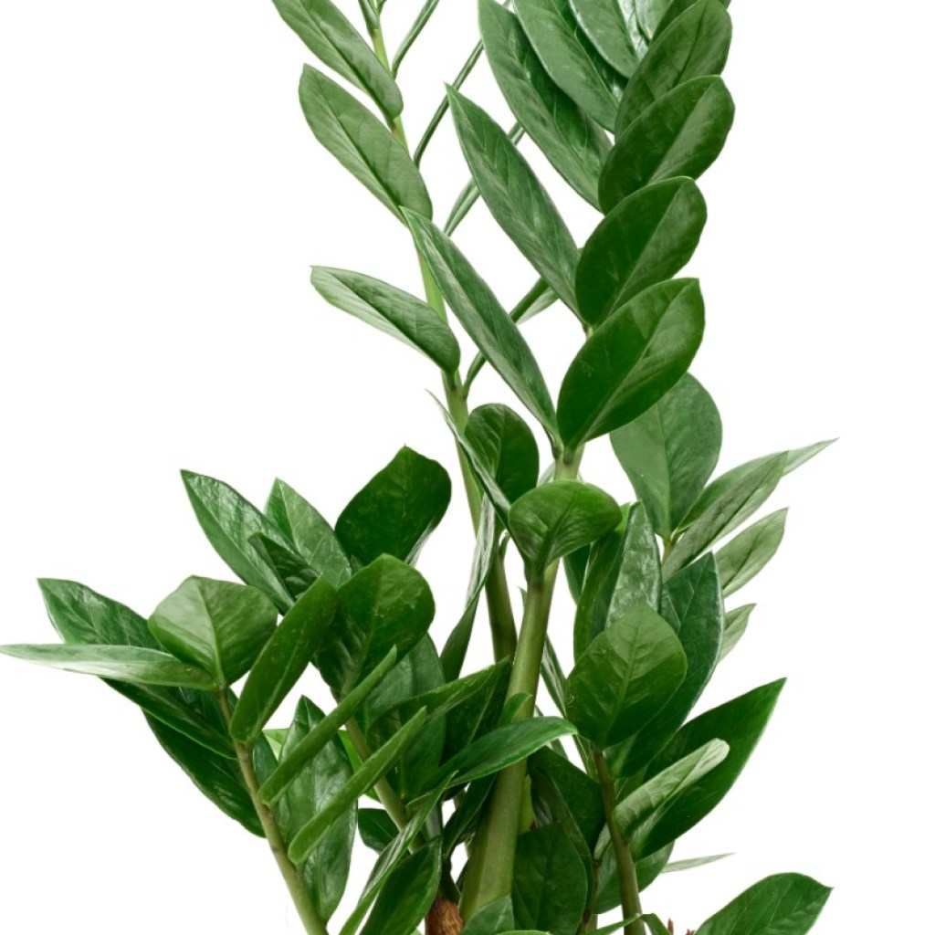 ZZ plant in pot