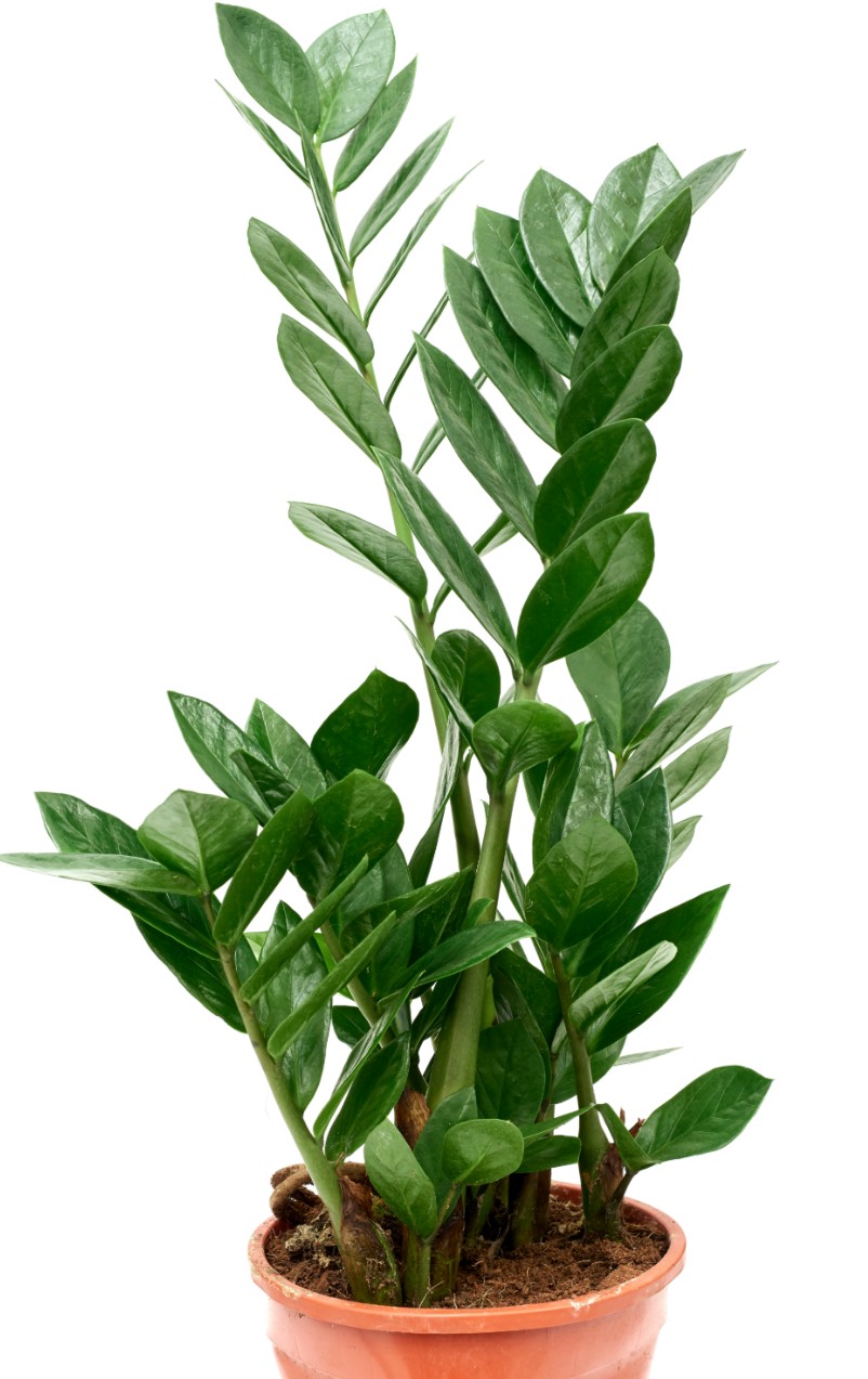 ZZ plant in pot