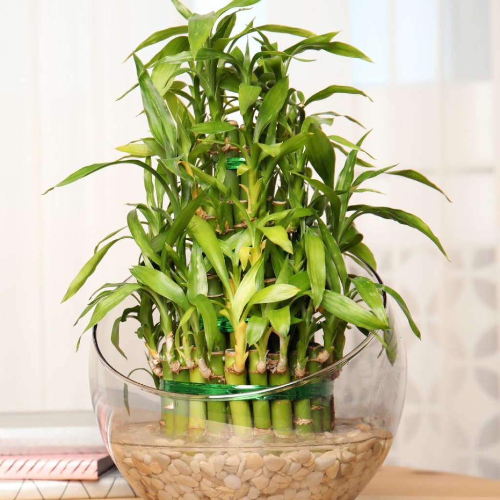 Bamboo plant in glass vase