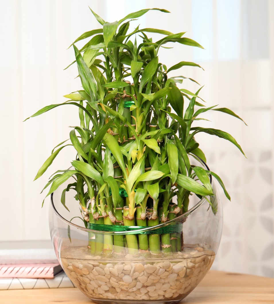 Bamboo plant in glass vase
