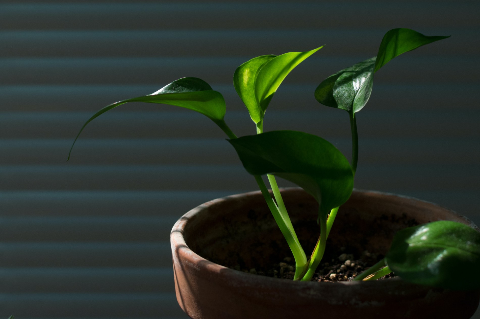 Pothos plant in pot