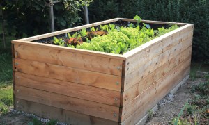 Plants in large wooden box