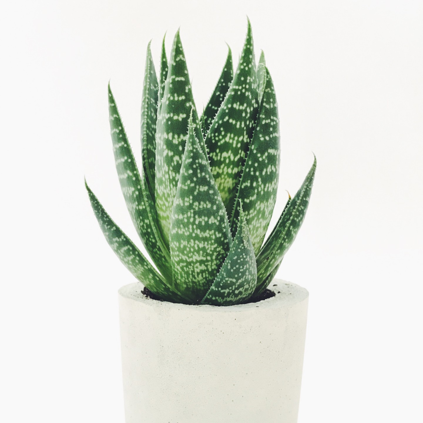 Aloe vera plant in pot