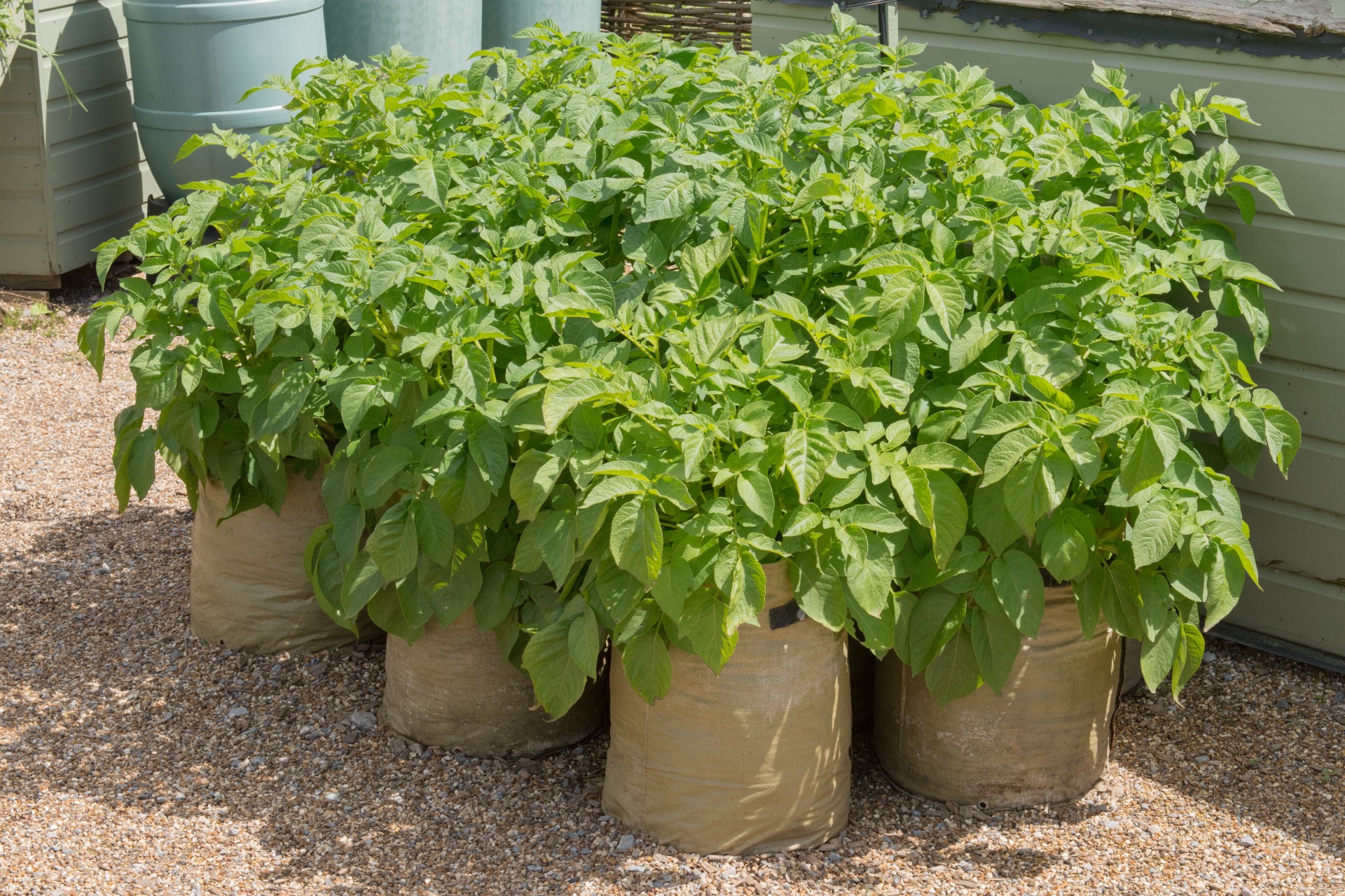 Thriving lants in grow bags