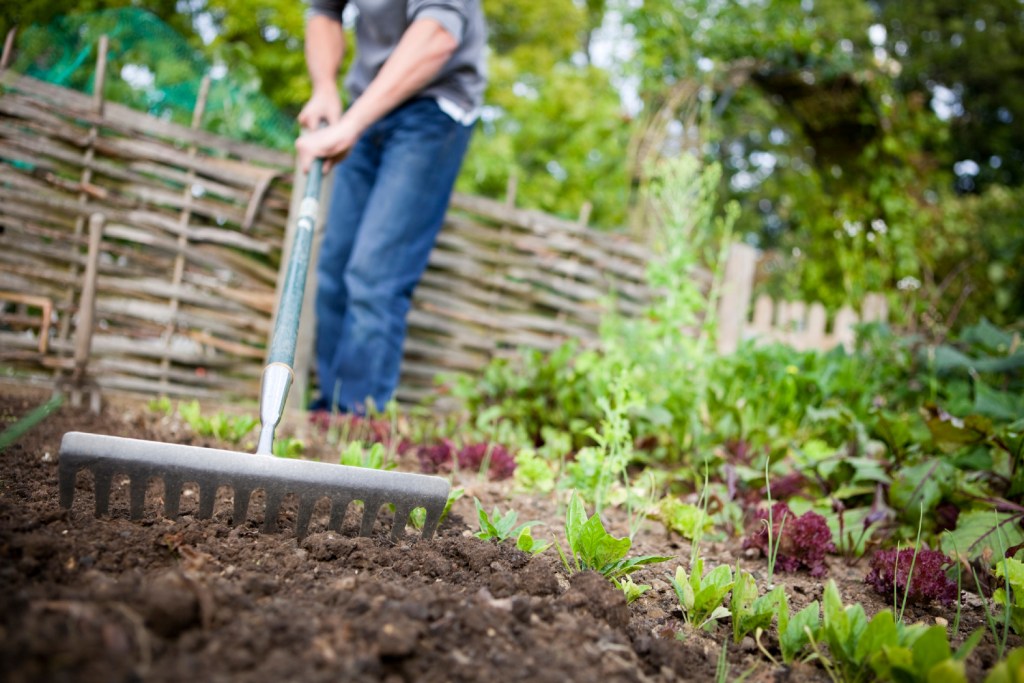 Person using rake in garden soil.