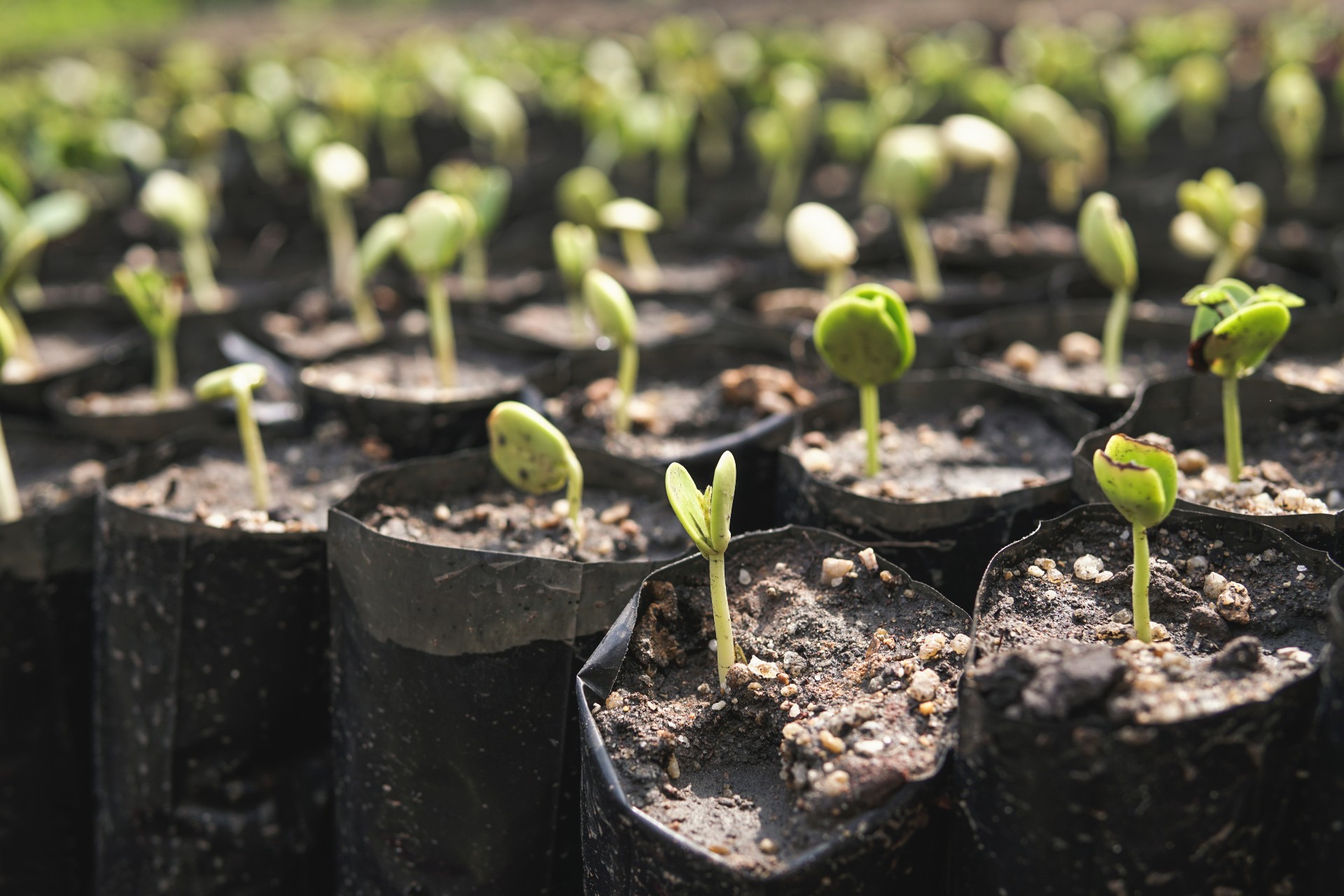 Plants sprouting in grow bags