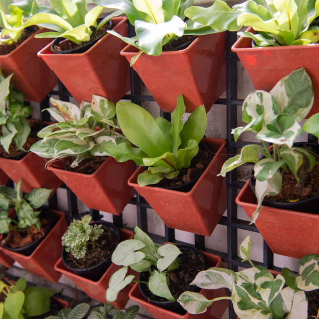 small platers hung on a vertical garden