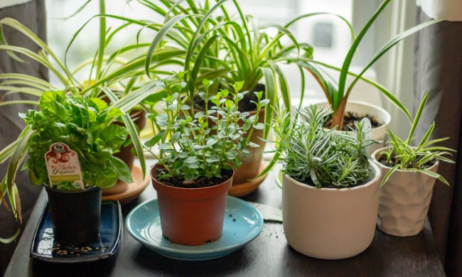 Herbs in pots sit beside a window.