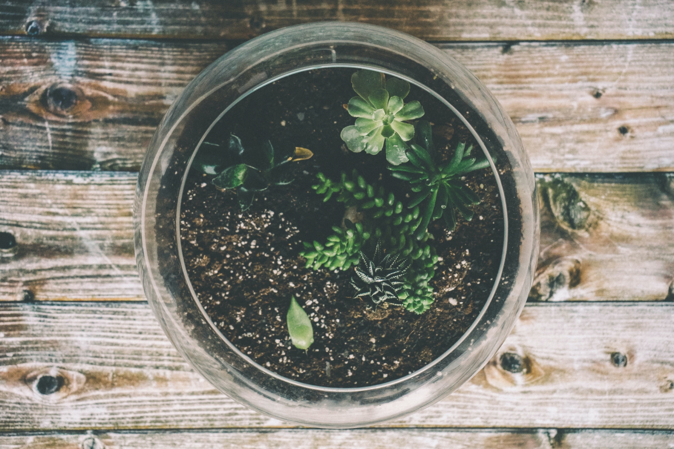 An overhead shot of a fairy garden containing brown dirt and green succulents sitting on top of a wooden table.