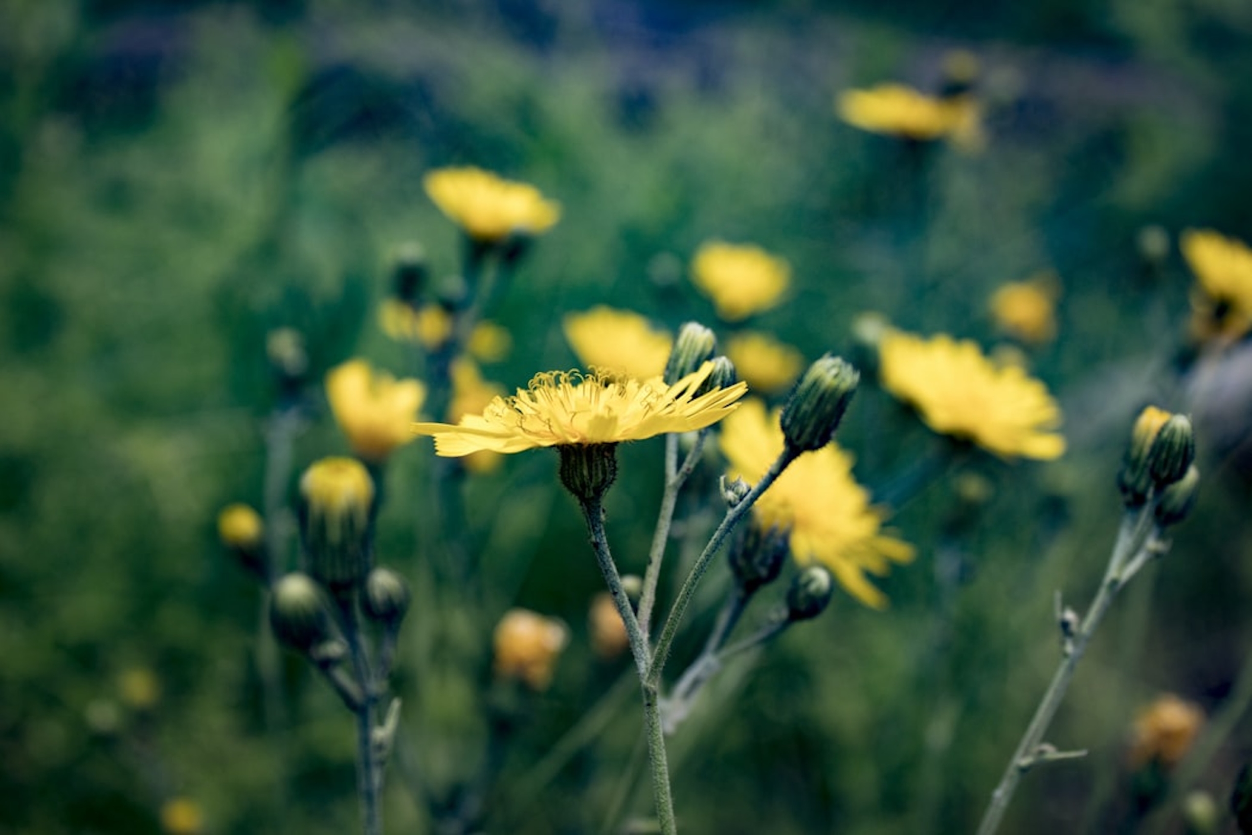 Close-up of yellow dandelions.