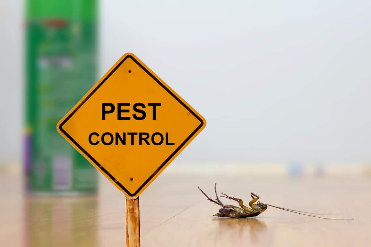 Pest Control Solutions In Marysville